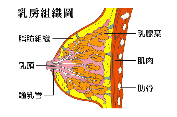 乳房組織圖